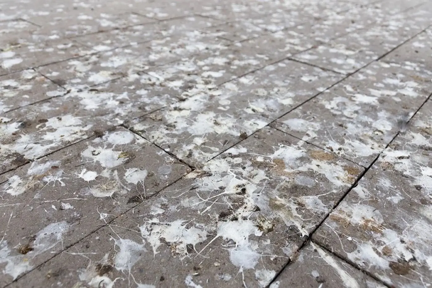 Stone surface covered in bird droppings before cleaning