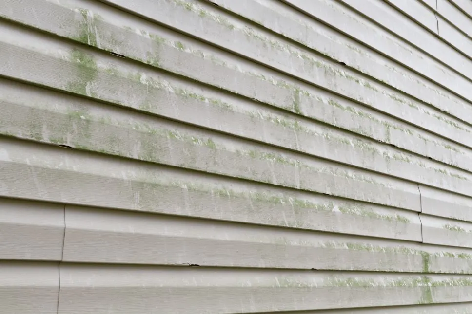 Green algae on siding